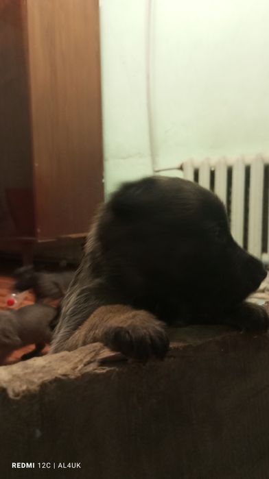 Бельгійська вівчарка малінуа цуценята