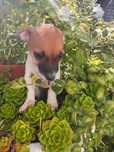 Lindo machinho jack russel  porte pequeno