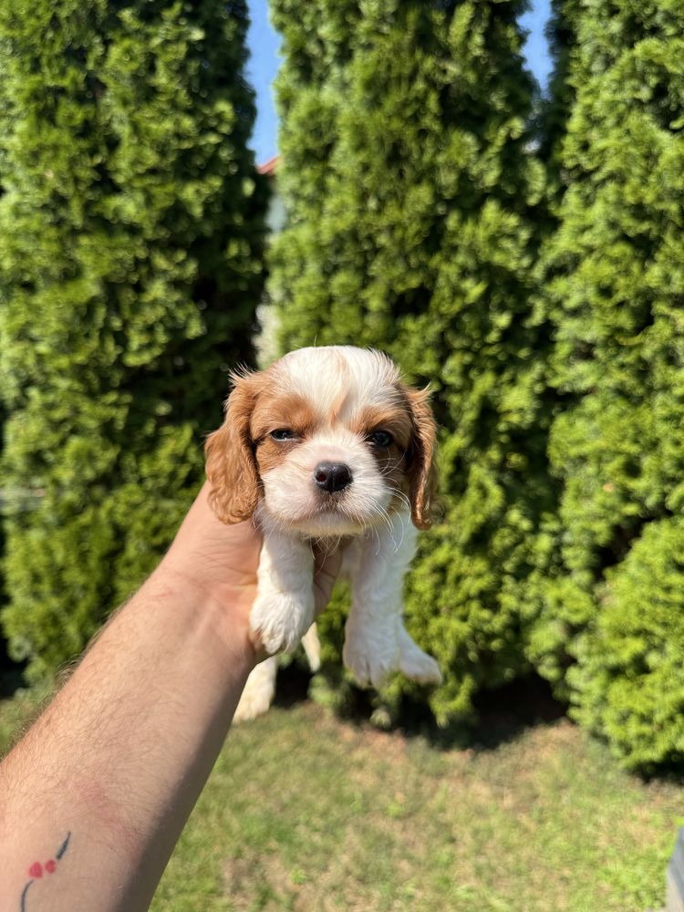 Urocza Suczka Cavalier Blenheim,Chip,Rodowód,Książeczka,Wyprawka!!