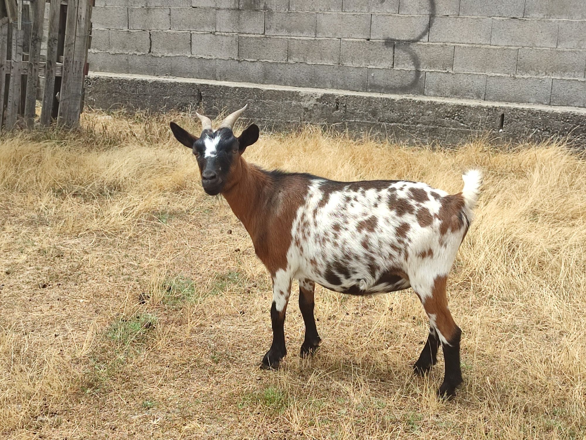 Casais Cabras Anãs
