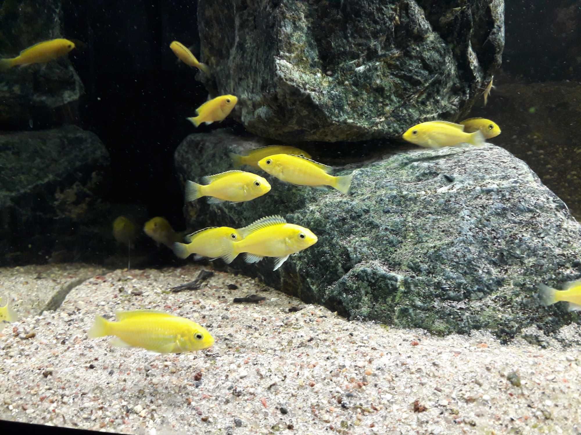 Sprzedam Pyszczaki Malawi:Labidochromis caeruleus yellow kakusa