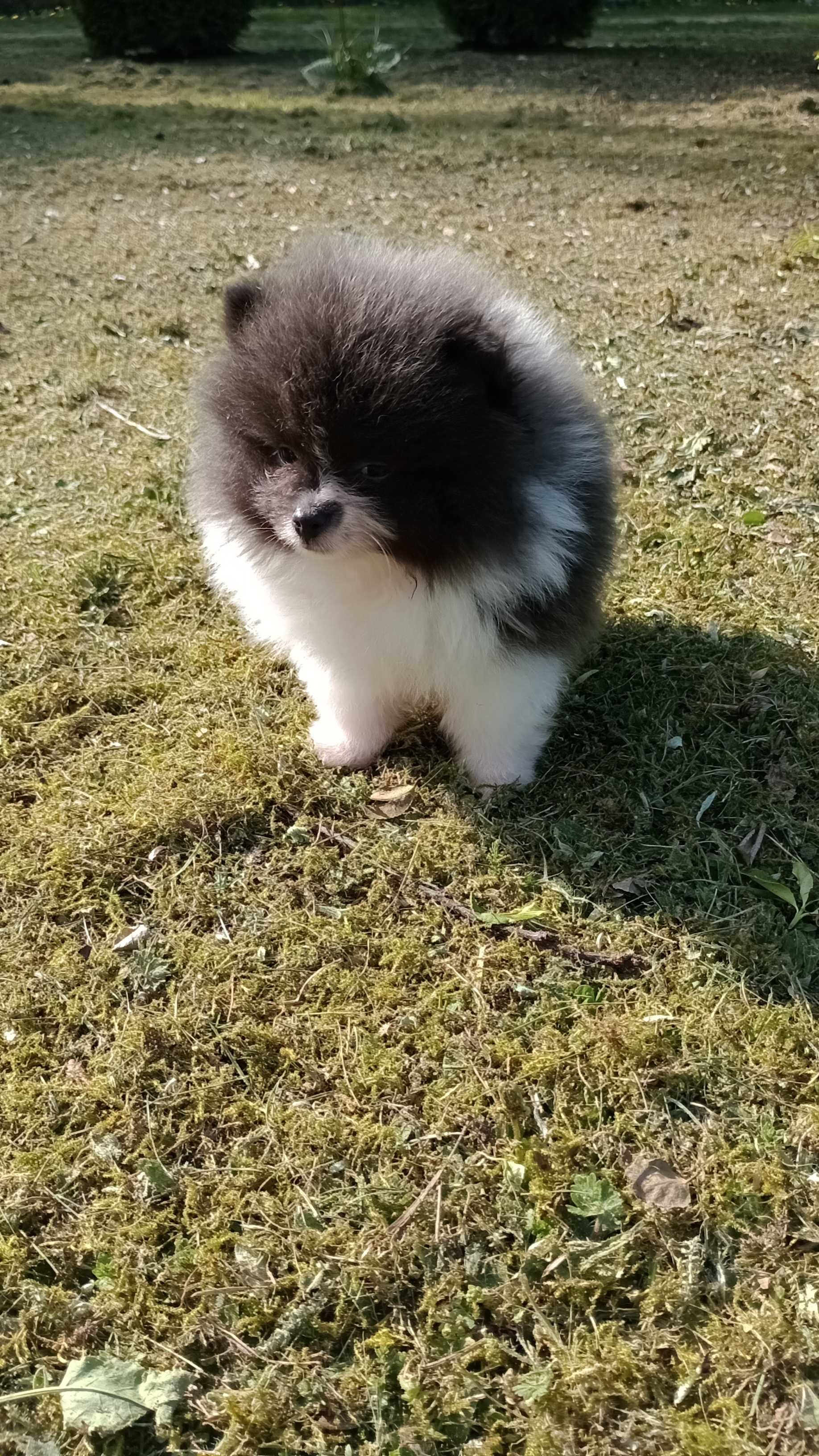 Śliczny chłopak Szpica Pomeraniana