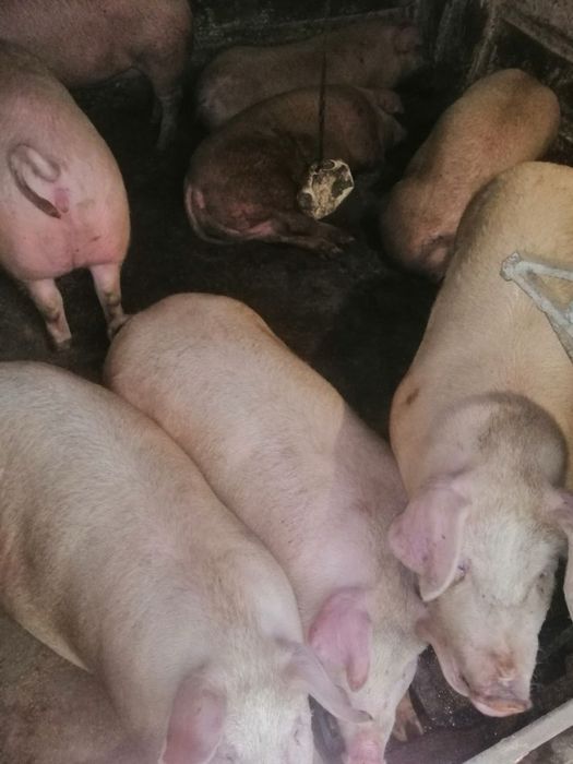 Пропоную домашні свині