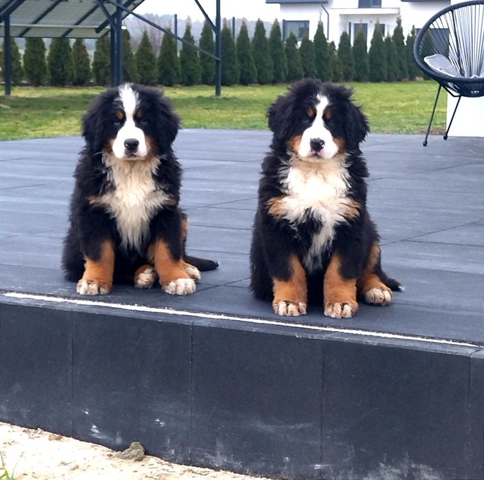 Berneński Pies Pasterski