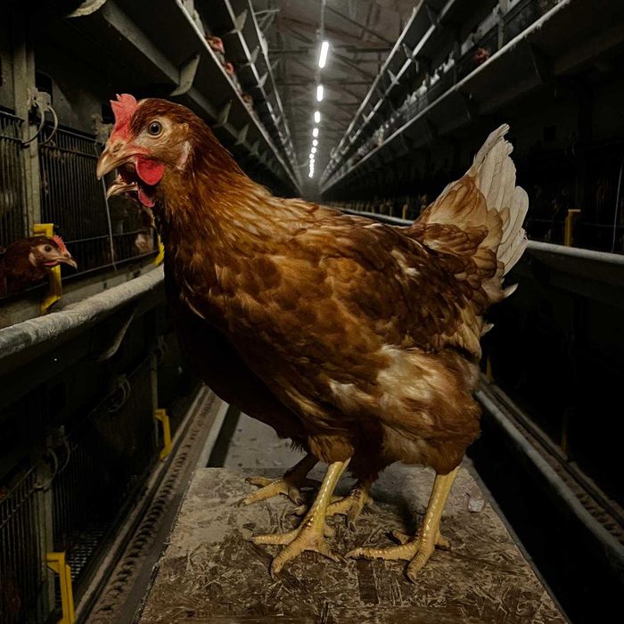 Kury nioski młode z wolnego wybiegu z pierwszym jajkiem ! ZAPRASZAM