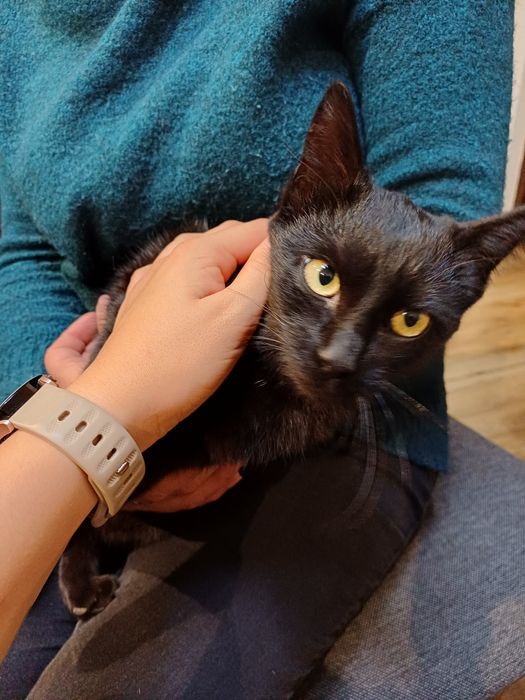 4 śliczne kociaki szukają domu