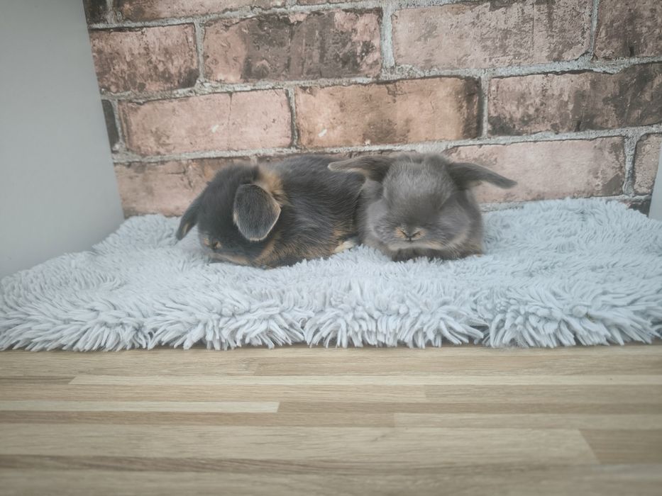 Króliczki rasy Karzełek Baran Niebieski Podpalany feh mini