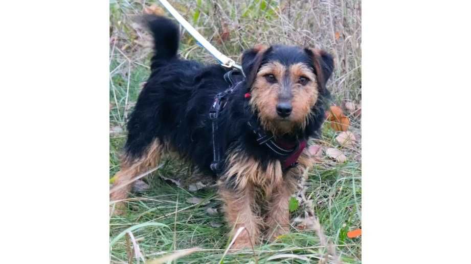 Mały (8kg), WESOŁY, kudłaty pies-możliwy dowóz