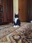 Przepiękny kotek rasy Maine Coon
