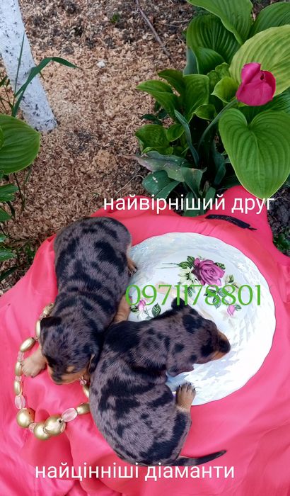 Такси це інтелігентна порода собак