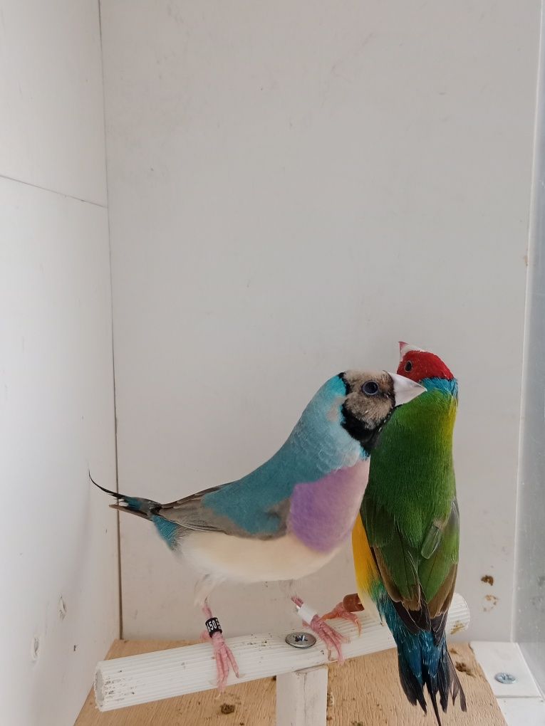 Casais de diamante de gould