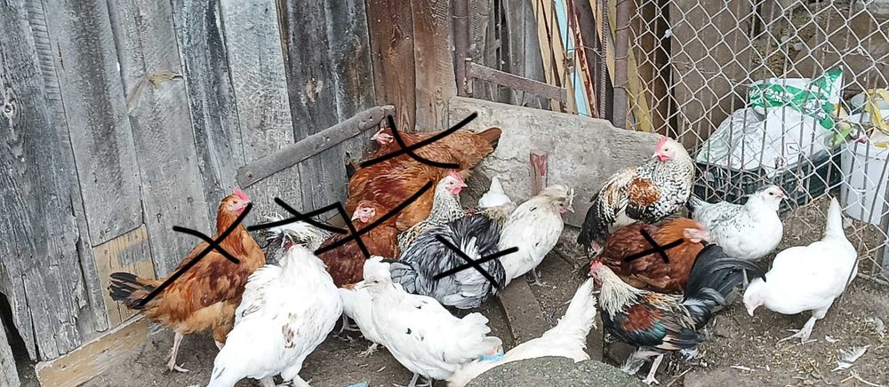 Sprzedam kury i koguty liliputki