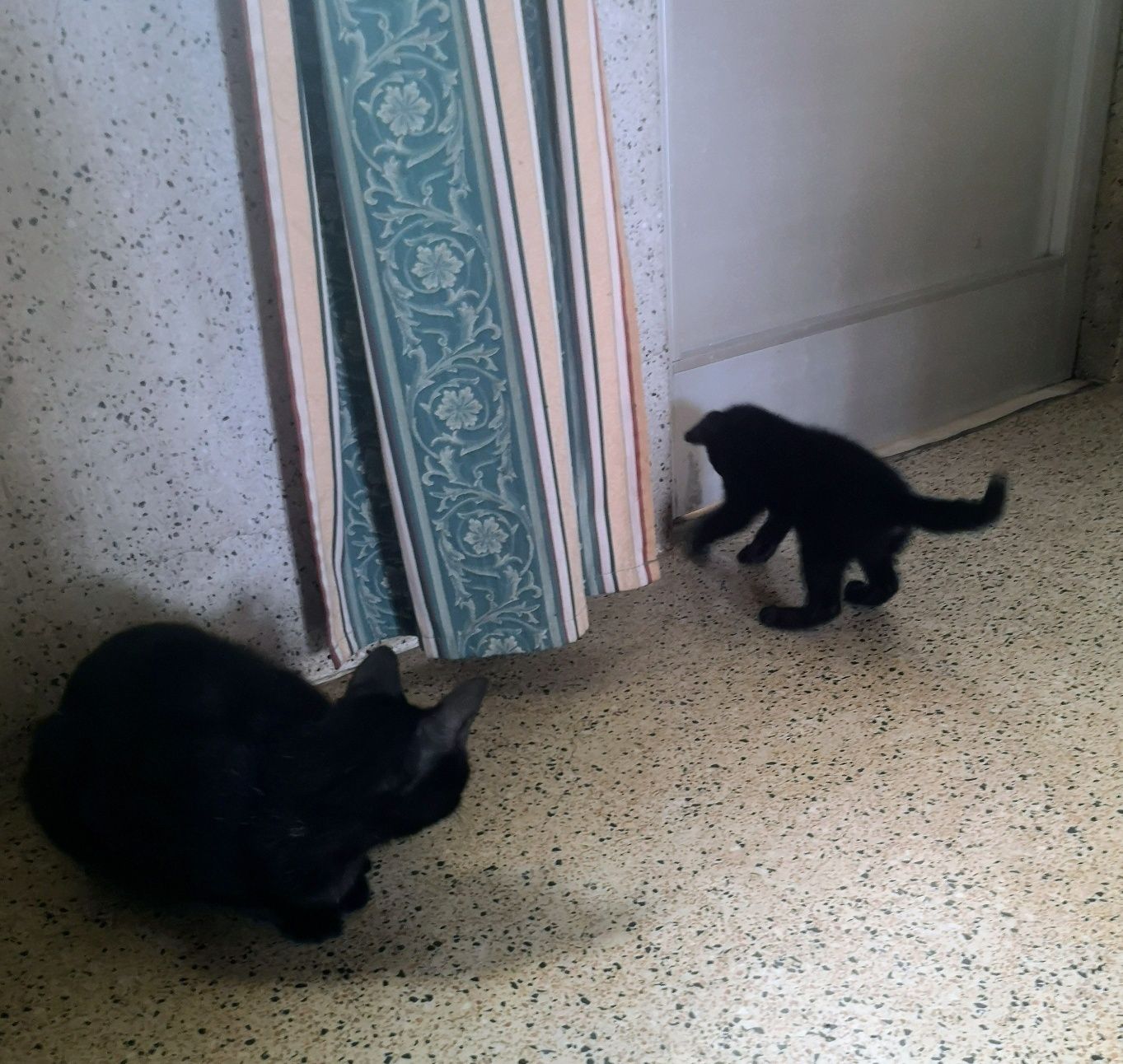 Gatinha bébé adoção