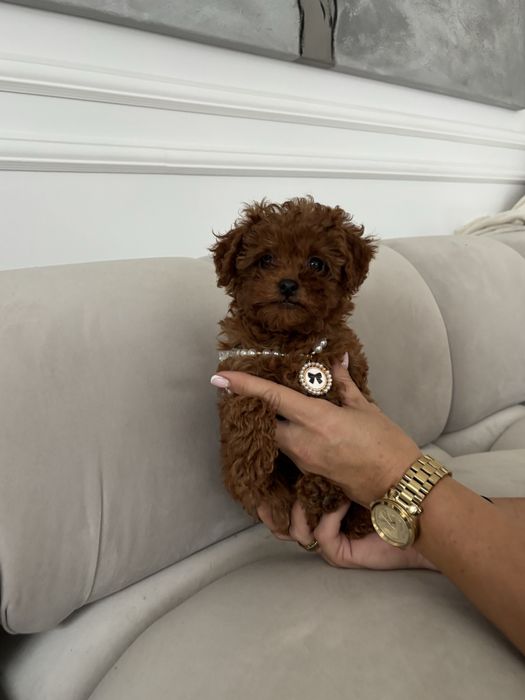 Pudel Toy malutka suczka red brown z rodowodem