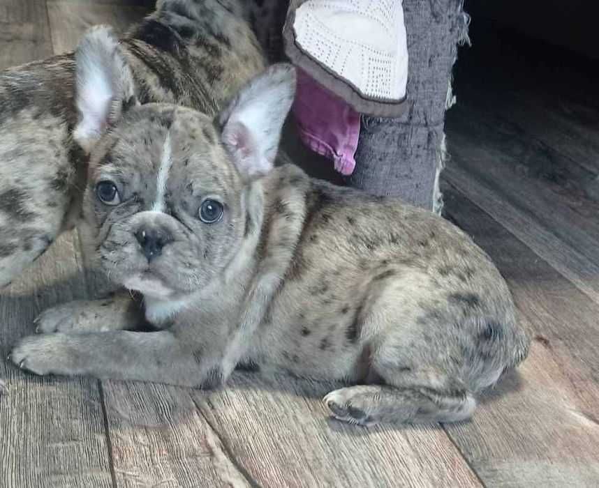 Французский бульдог. Супер качество.