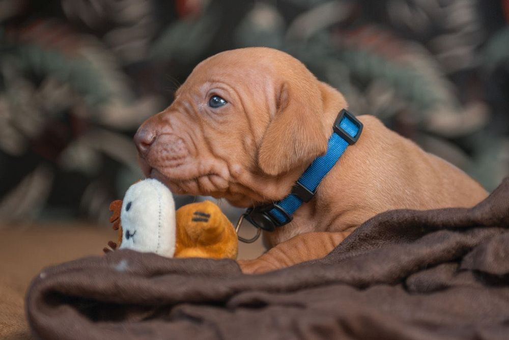 Wyżeł węgierski szczenięta FCI