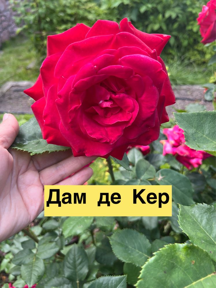 Великі кущі троянд