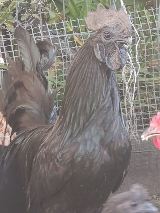 Kogut Ayam Camani