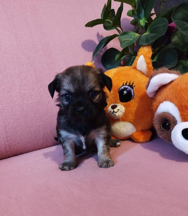 Chihuahua długowłosy piesek