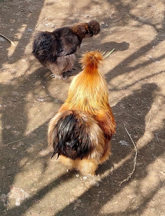 Vendo ovos galados de galinha Sedosa do Japão