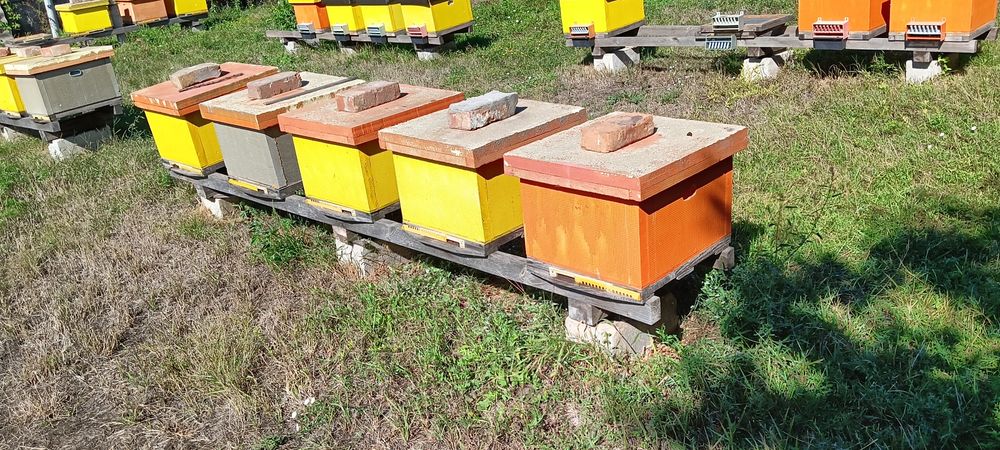 Продам пасіку, 44 вуликів(дадан10р).