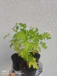 Sadzonki geranium