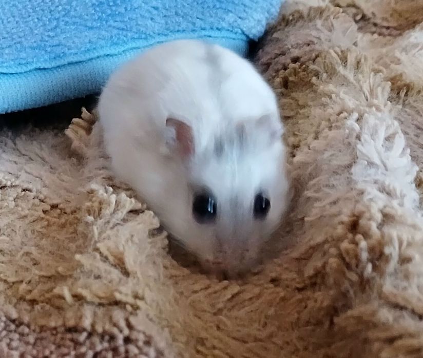 Хом'ячок джунгарик з кліткою. Клітка для хом'яка