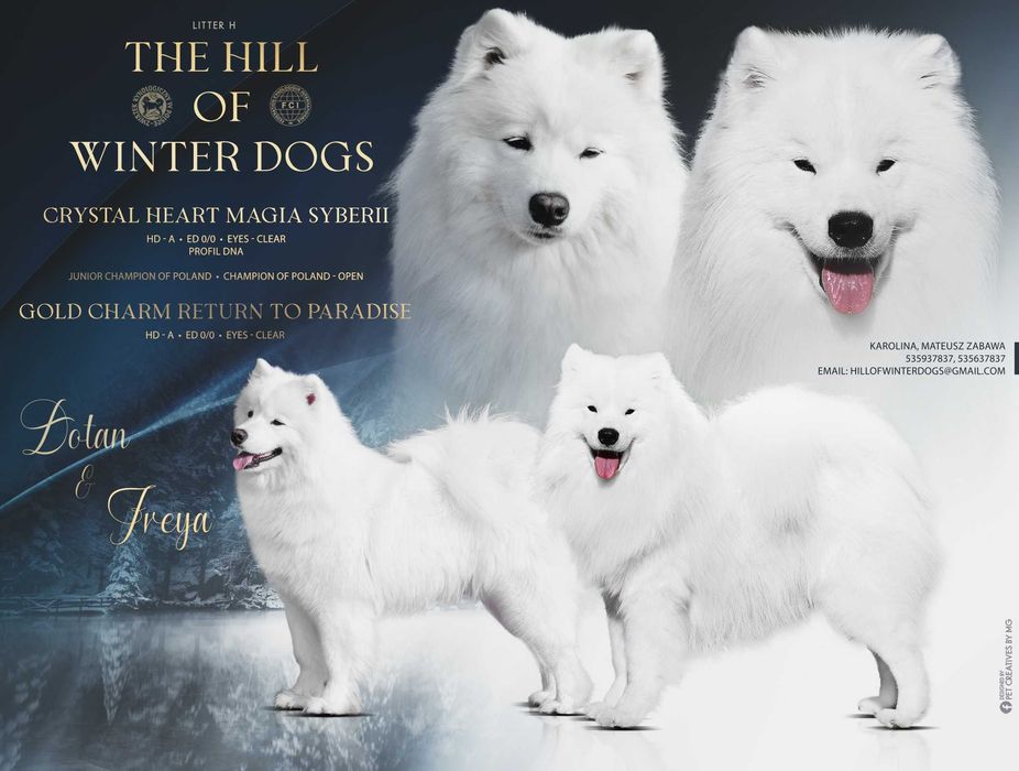 SAMOYED/Samojed ZKWP/FCI - Rzeszów