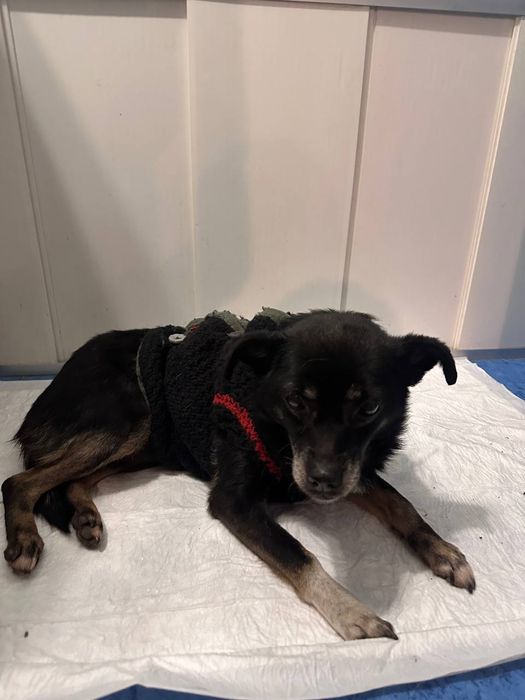 Помогите найти хозяина собачки