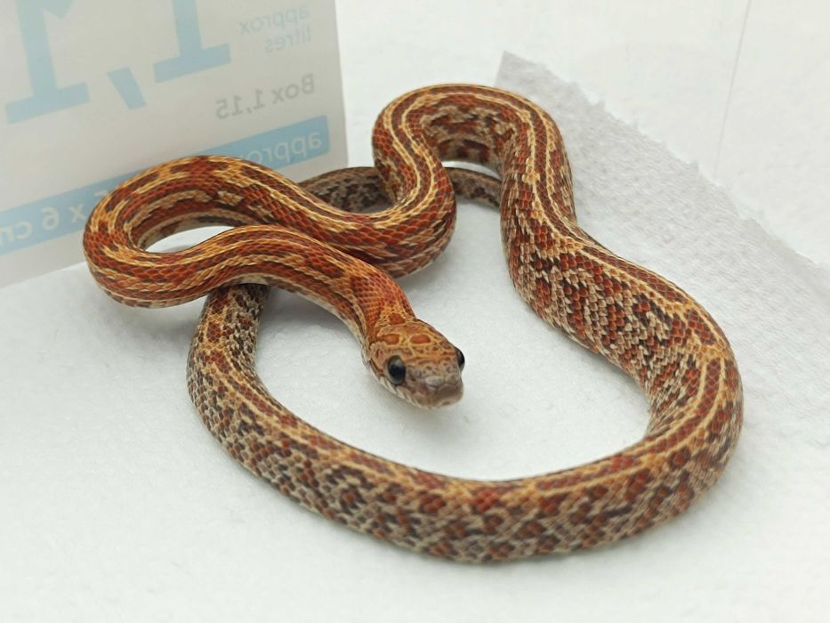 Wąż zbożowy Sunkissed Tessera het caramel, lavender/ Unikatowe odmiany