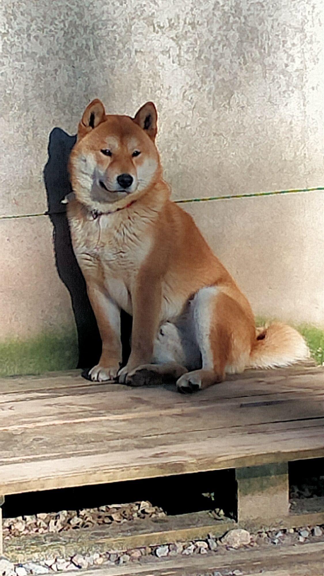 Piesek Shiba Inu z Rodowodem