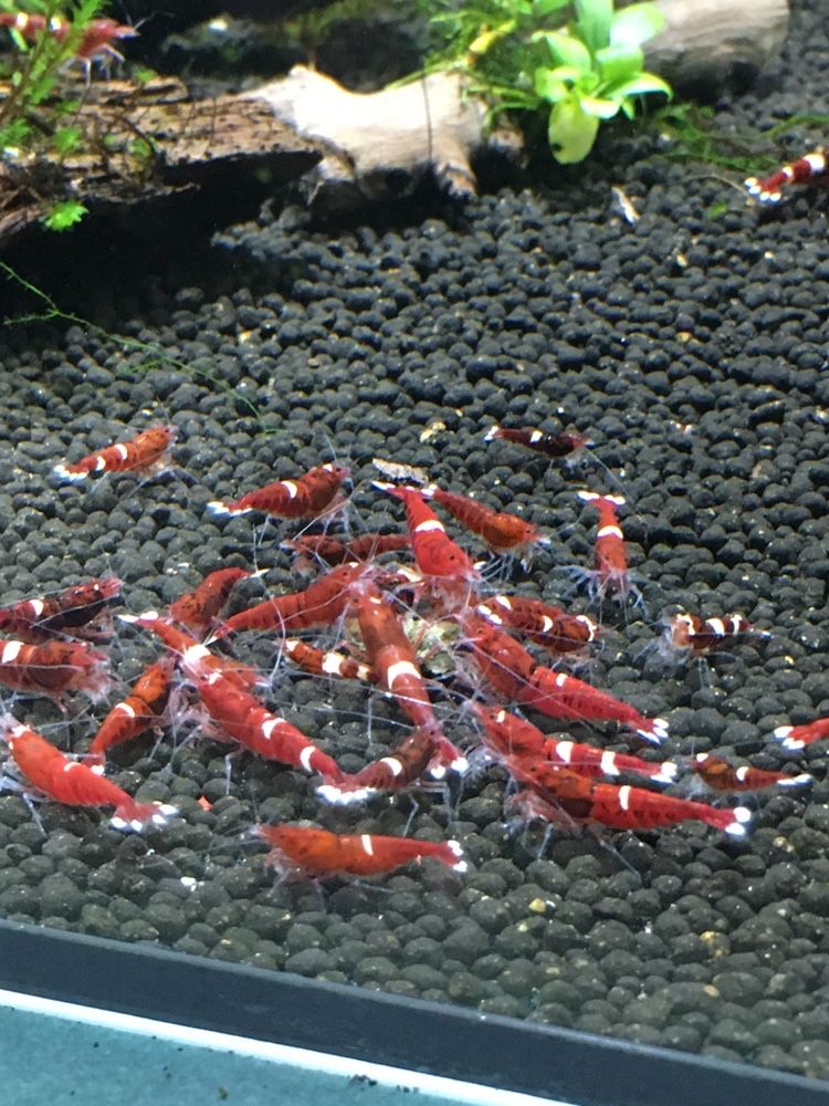 Krewetkicaridina red ruby