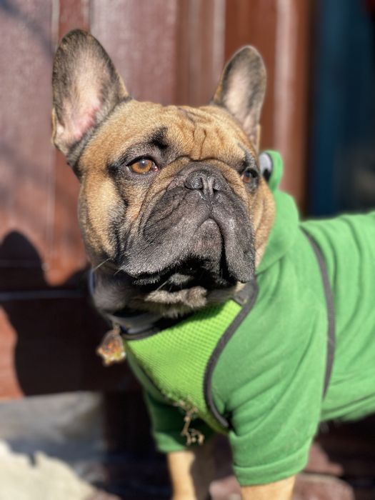 Вязка французский бульдог