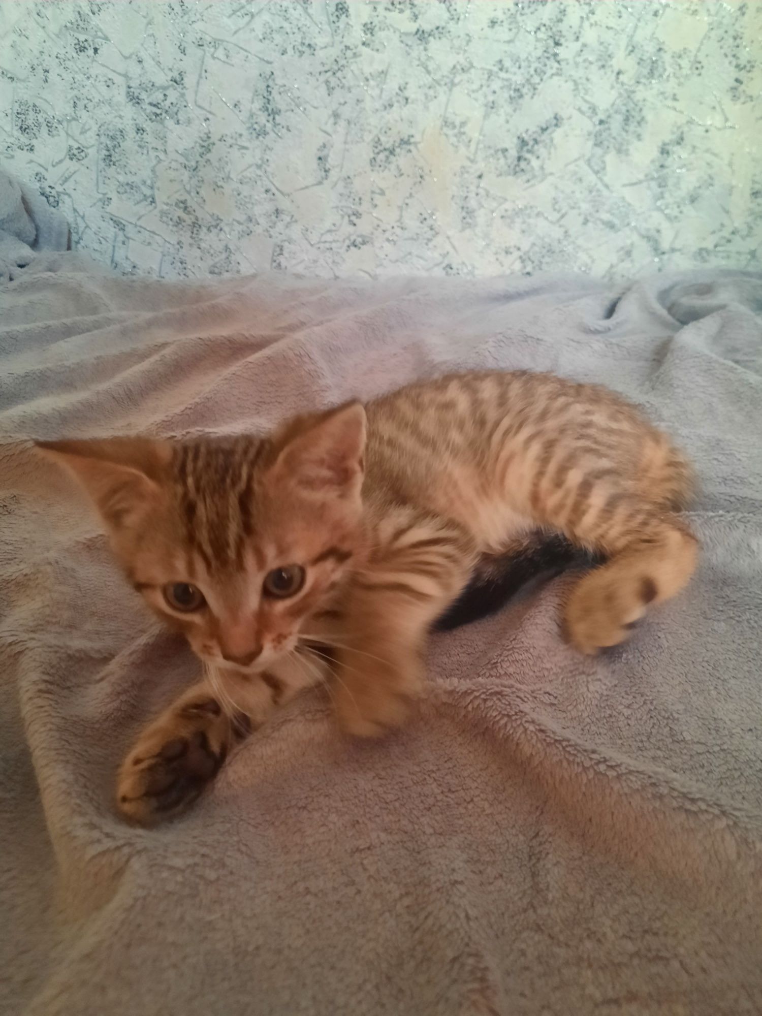 Віддам котиків безкоштовно.