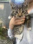 Kociaczki do adopcji
