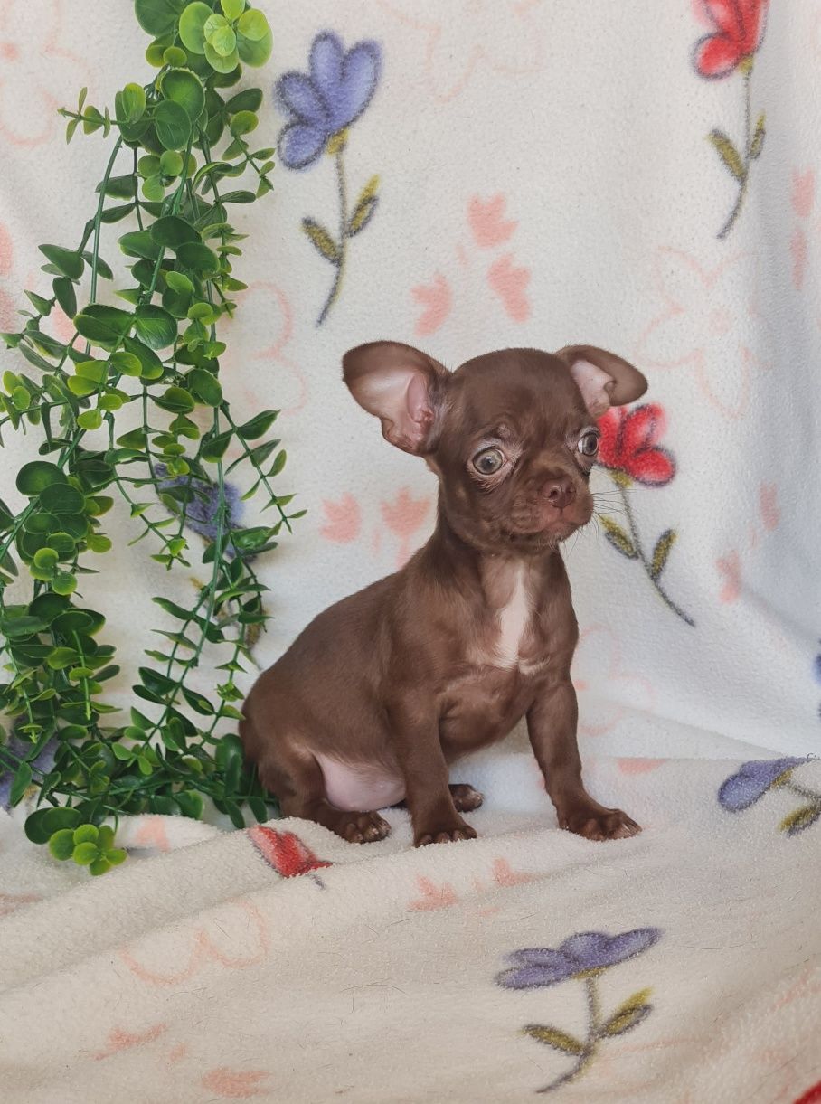 Bonequinha mini chocolate Chihuahua/Chiuaua. LinhagemRussa