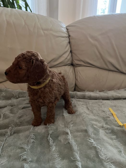 Pudel średni zwkp FCI