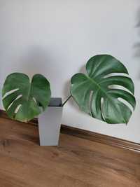 Monstera deliciosa