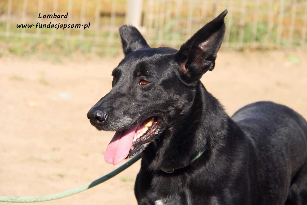 Lombard - czarny, sympatyczny pies