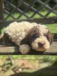 Suczka Lagotto Romagnolo