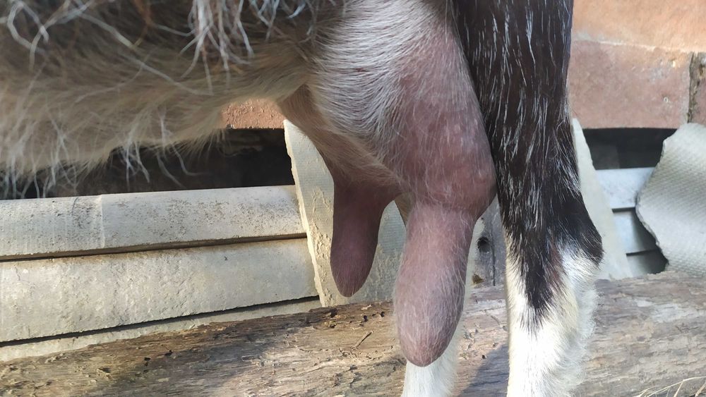 Коза дійна 2 роки