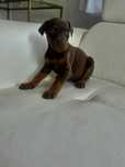 Doberman Suczka