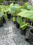 Paulownia elongata