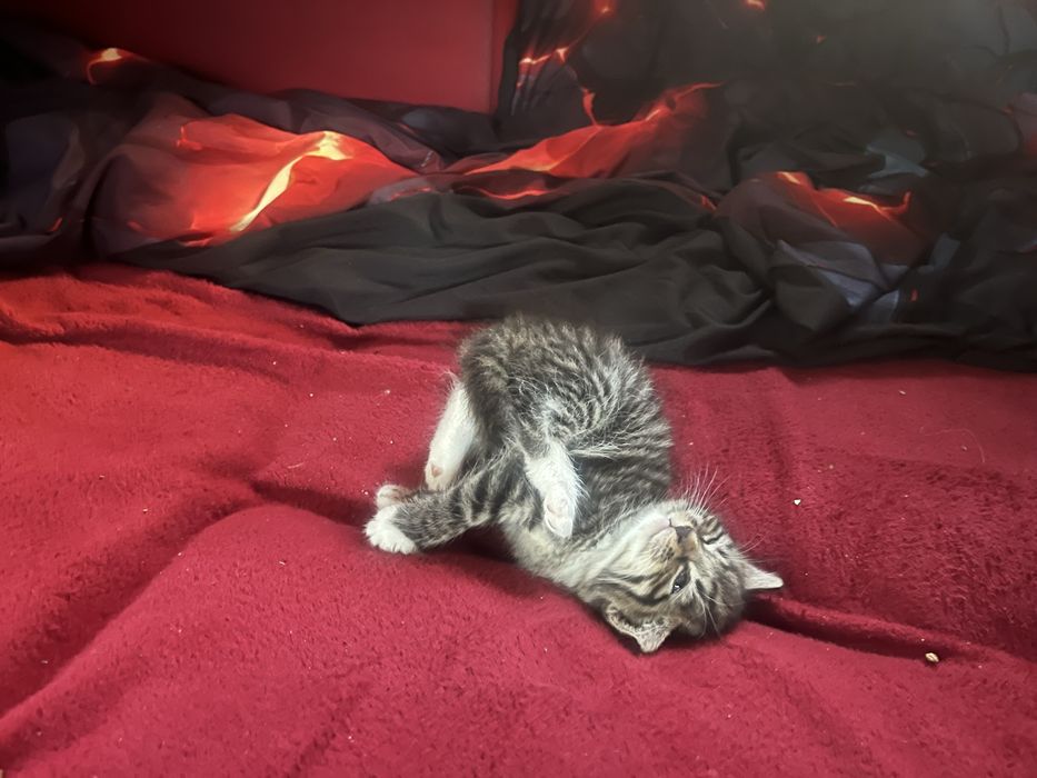 Mam do wydania cztery kociaki urodziły się 28 września .Drugi miot