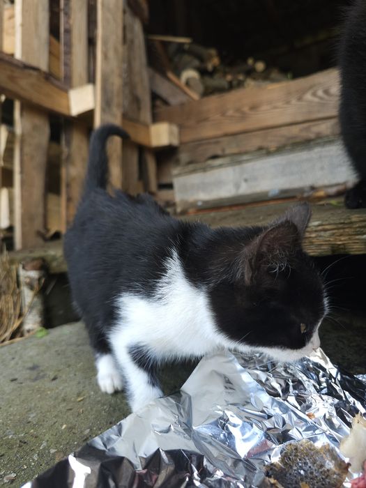 Oddam biało-czarną kotkę