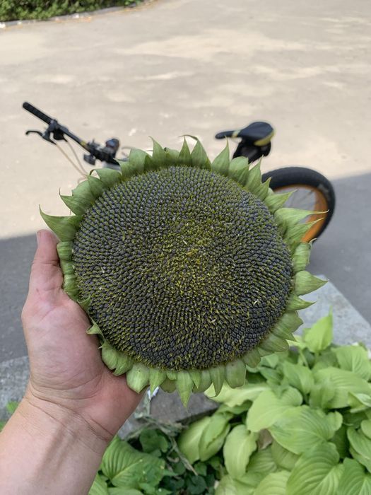 Натуральний корм для гризунів / Соняшник / Кукурудза