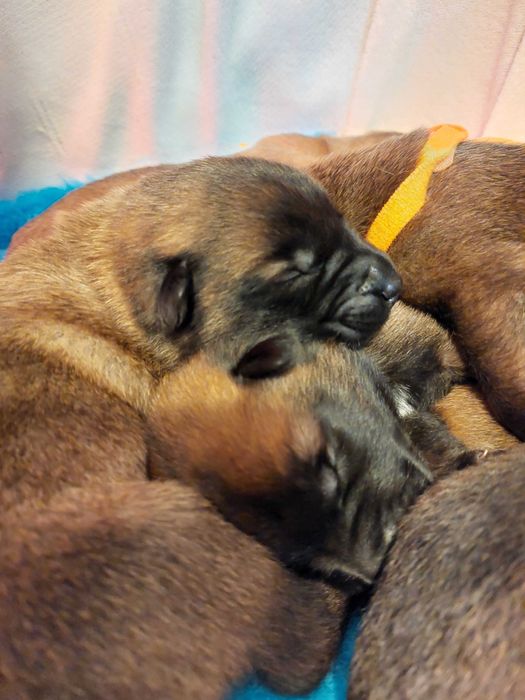 Owczarek Belgijski Malinois Albus Amor ZKWP FCI
