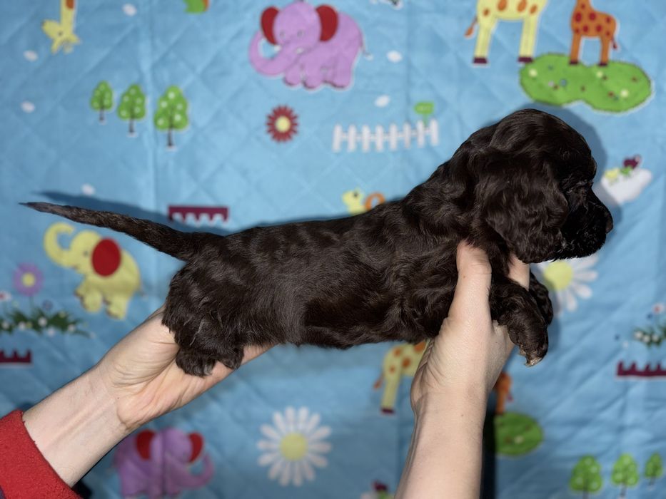 Кокерята різні окраси