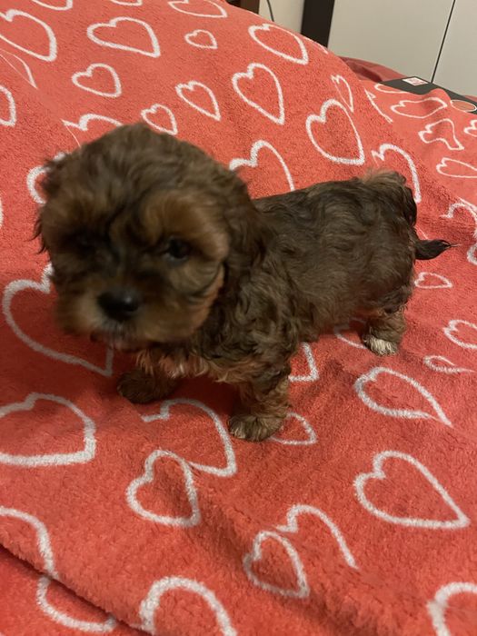 Shihpoo- shih tzu, pudel
