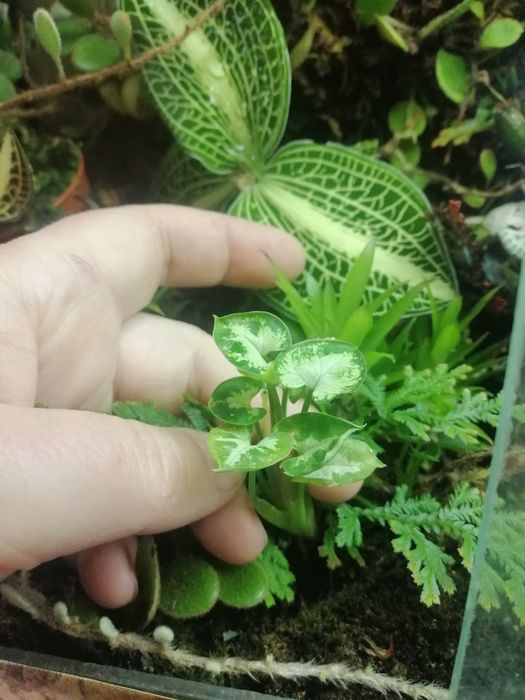 Сінгоніум Syngonium pixie dwarf form